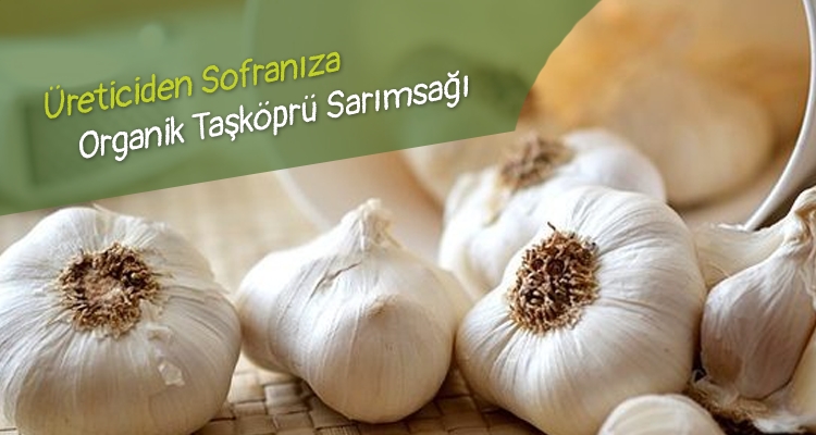 Taşköprüsarımsağı